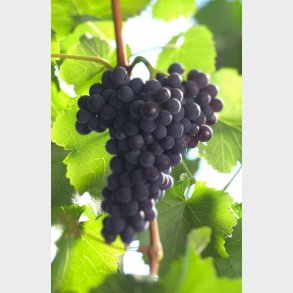 Pinot Noir/Sp&auml;tburgunder